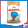 [500g - 1.5kg] Thức Ăn Hạt Dành Cho Chó Poolde Puppy: Royal Canin Poodle Puppy